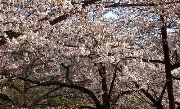 ⏩京都は、桜が満開！⏪